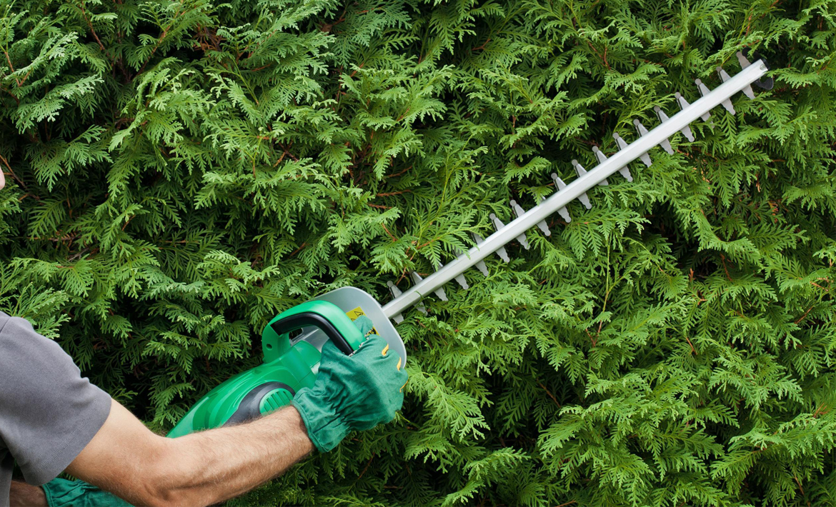 best hedge clippers